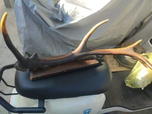 Jelenski rog civiluk