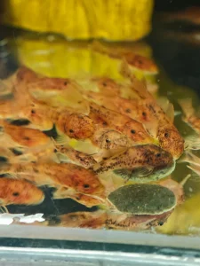 Marble ancistrus 3-4cm - Bushynose Pleco Algar