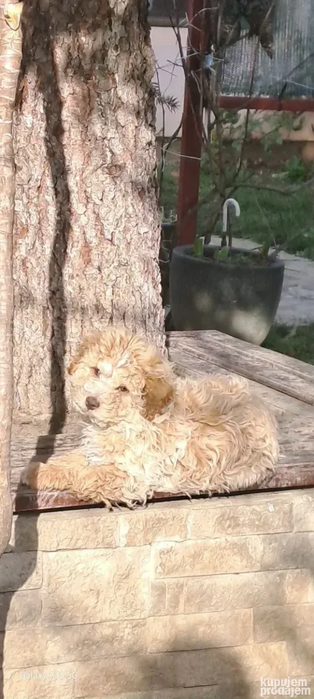 Stene Lagoto Roze boje