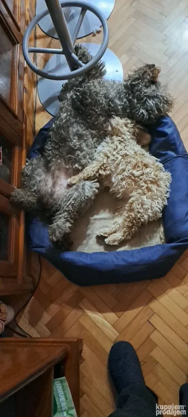 Stene Lagoto Roze boje