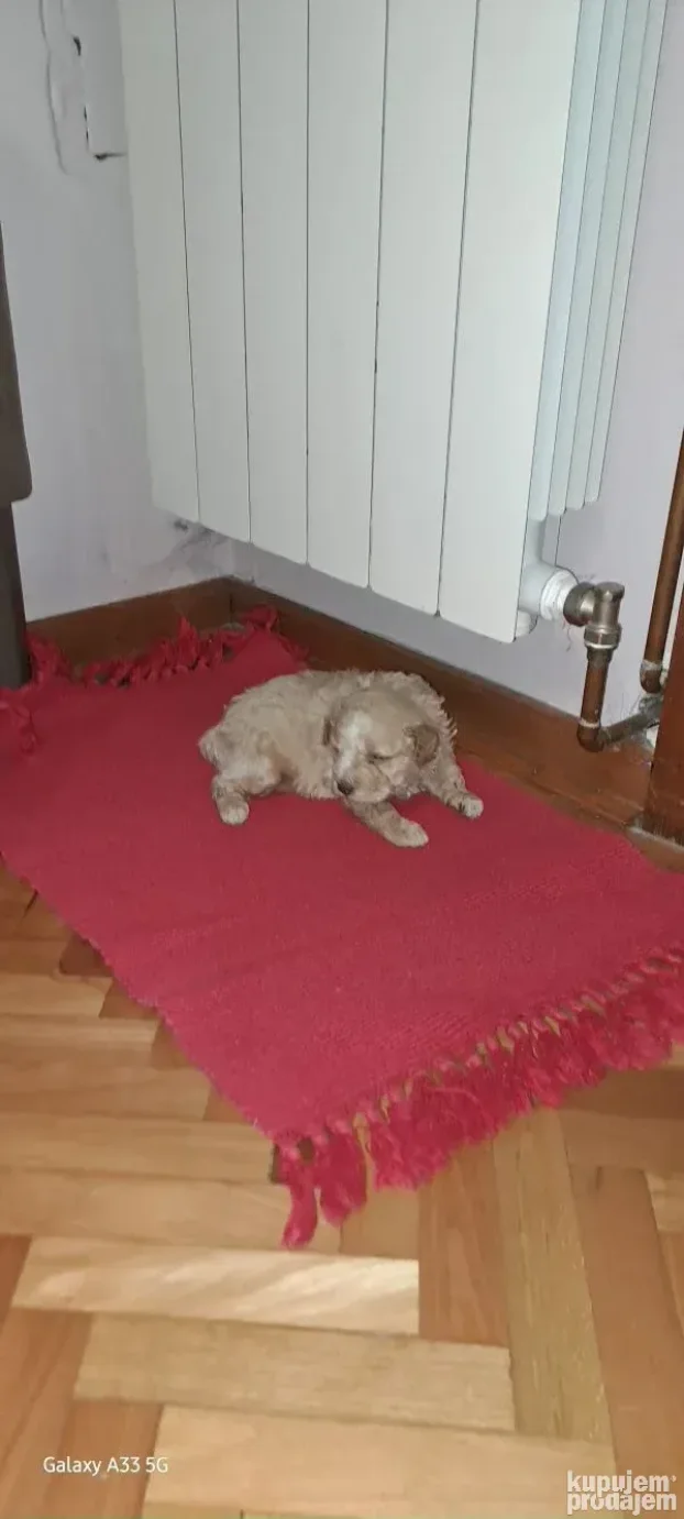 Stene Lagoto Roze boje