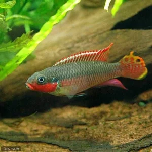 Pelvicachromis taeniatus- Nigerian red kribenzis