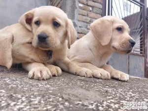 Štenci Labrador Retrivera oba pola