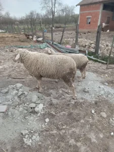 Ovann i Ovca Vitemberg