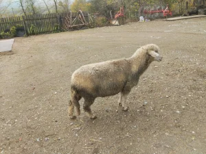 Prodajem jalovu ovcu