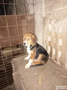 Trobojci Ker i štene