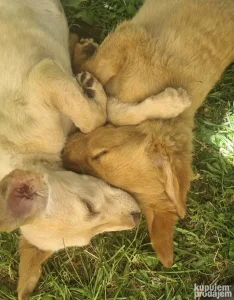 Upoznajte svoja nova verna krznena bića!