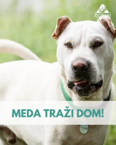MEDA traži dom
