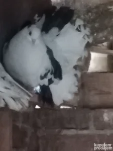 Naprodaju par lepezana