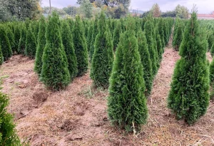Tuja smaragd 1-1.4m / NOVEMBARSKA AKCIJA / VRŠIMO DOSTAVU