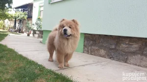Chow chow (cau cau) spreman za parenje