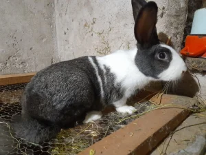 Hajkom kunici zecevi