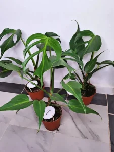 Monstera " Burle marx flame"