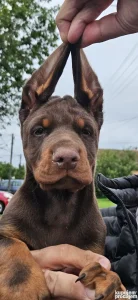 Doberman