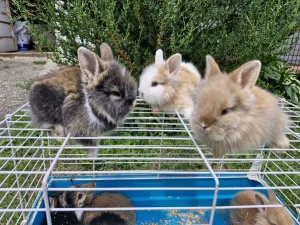 Patuljasti zečevi lavlja glava