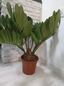 Zamija furfarcea
