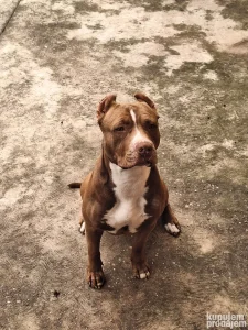 Pitbull za parenje