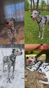 poklanjam zenku dalmatinca