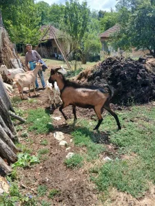 Mlad priplodan jarac