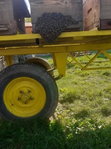 drustva i rojevi na prodaju
