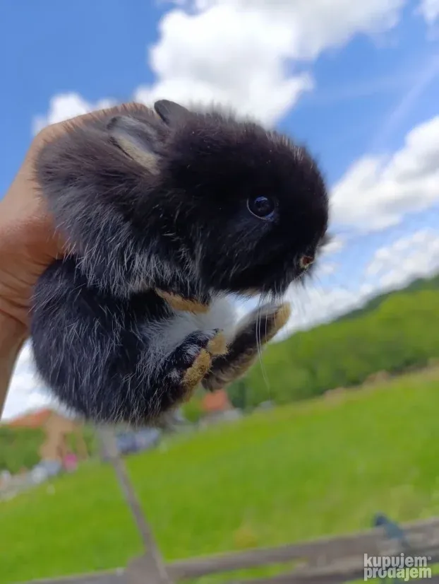 Patuljasti zecevi (lavlja glava)