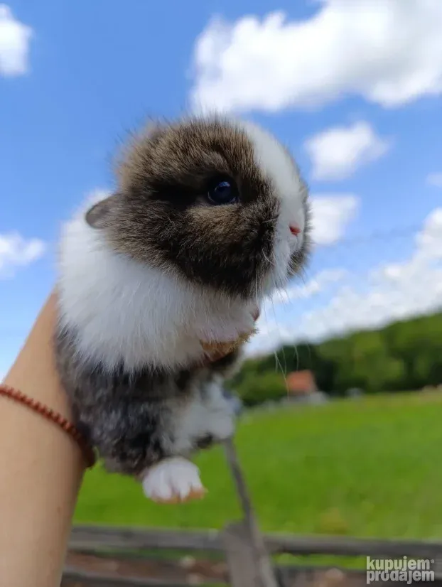 Patuljasti zecevi (lavlja glava)