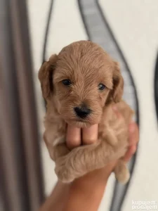 maltipoo