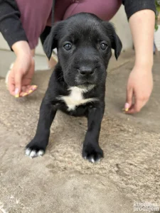 Cane Corso / štenci /