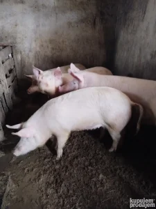 dve nazimice na prodaju otprilike oko 100kila