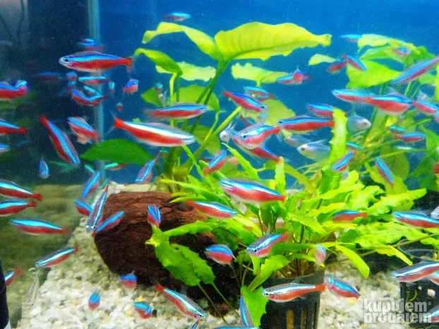 kraljevske neonke - ribice za akvarijum - KupujemProdajem