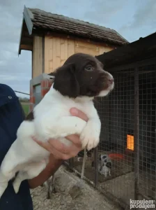 Leglo vrhunskih malih minsterlendera