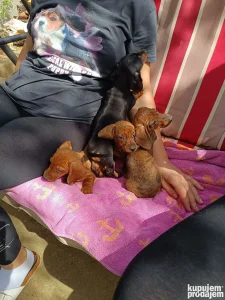 Jazavicari kunicari i patuljasti kratkodlaki