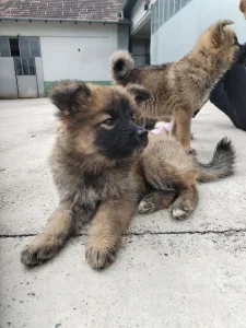 Na poklon štenci!
