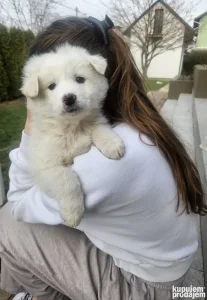 HITNO - Štene Samojeda (8 nedelja)