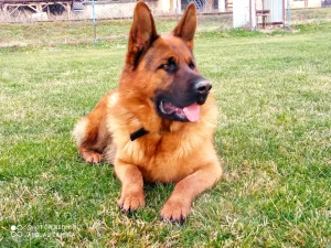 Vrhunski muzjak nemackog ovcara za parenje.Vrlo povoljno!