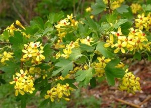 Egzoticno voce i medonosne biljke