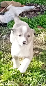 zapadno sibirska lajka