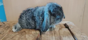 Ovnoliki patuljasti Kunici raznih boja