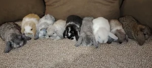 Ovnoliki patuljasti Teddy Kunici