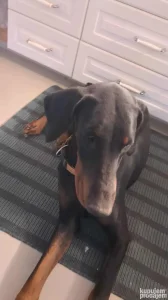 Zenka dobermana