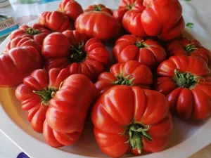 Costoluto Fiorentino (italijanski paradajz)-seme