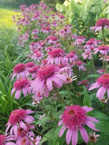 Ehinacea niska - raste do 30cm