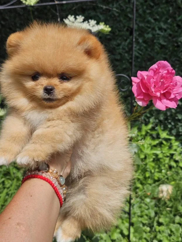 Pomeranac Boo