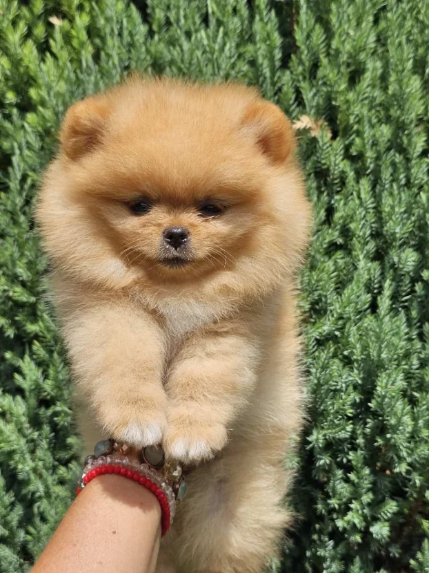 Pomeranac Boo