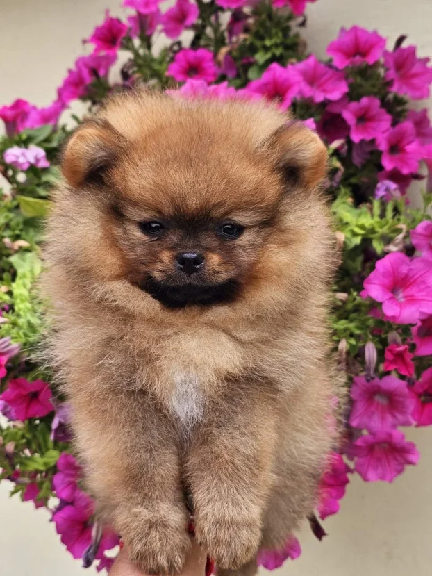 Pomeranac Boo