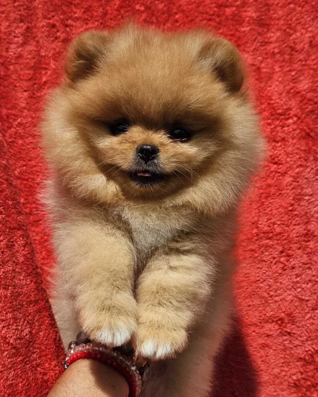 Pomeranac Boo