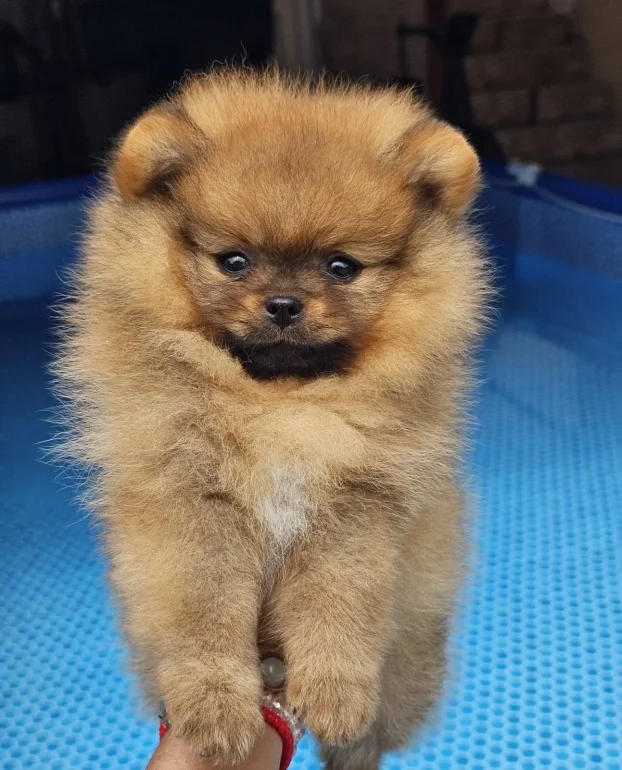 Pomeranac Boo