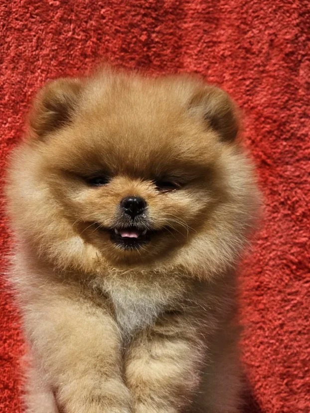 Pomeranac Boo