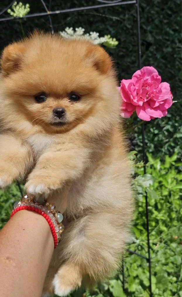 Pomeranac Boo