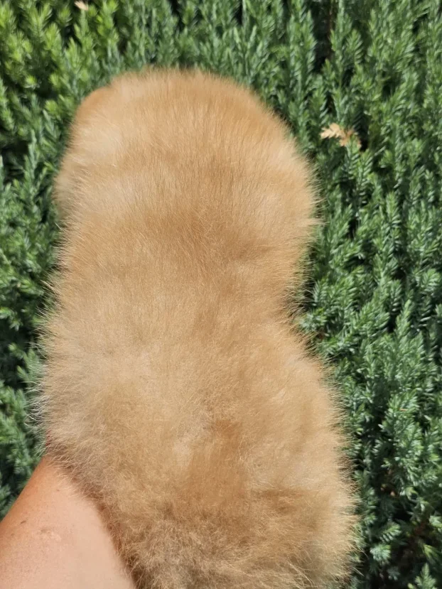 Pomeranac Boo